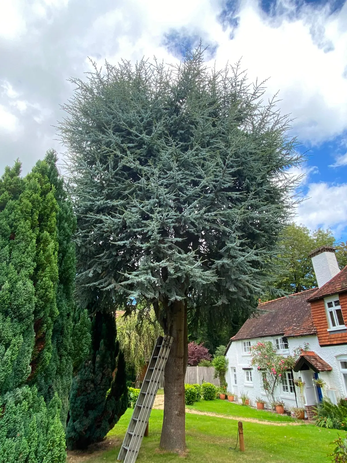 Tall cedar beside a white cottage with a ladder set for a crown reduction by Newton's Tree Services