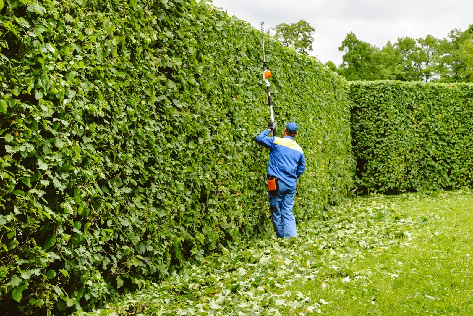 Tree surgeon using a long-reach pole trimmer to cut the top of a tall lime hedge