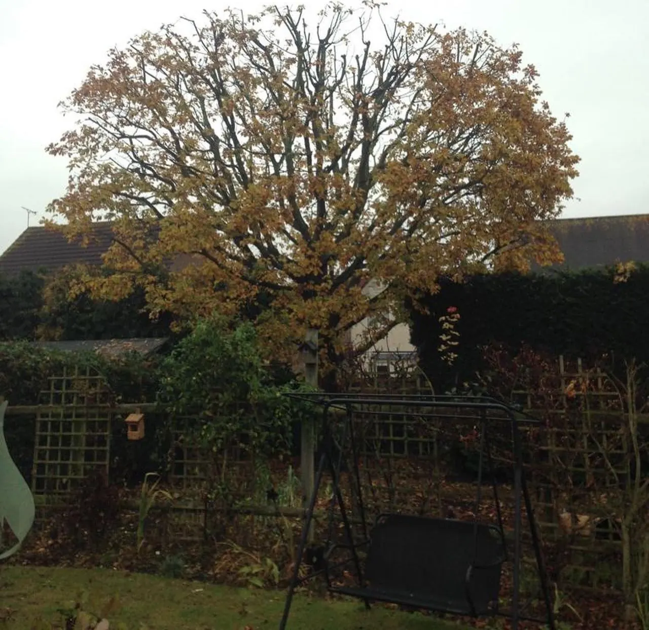 Mature oak with a tidy rounded canopy after a crown reduction in Surrey