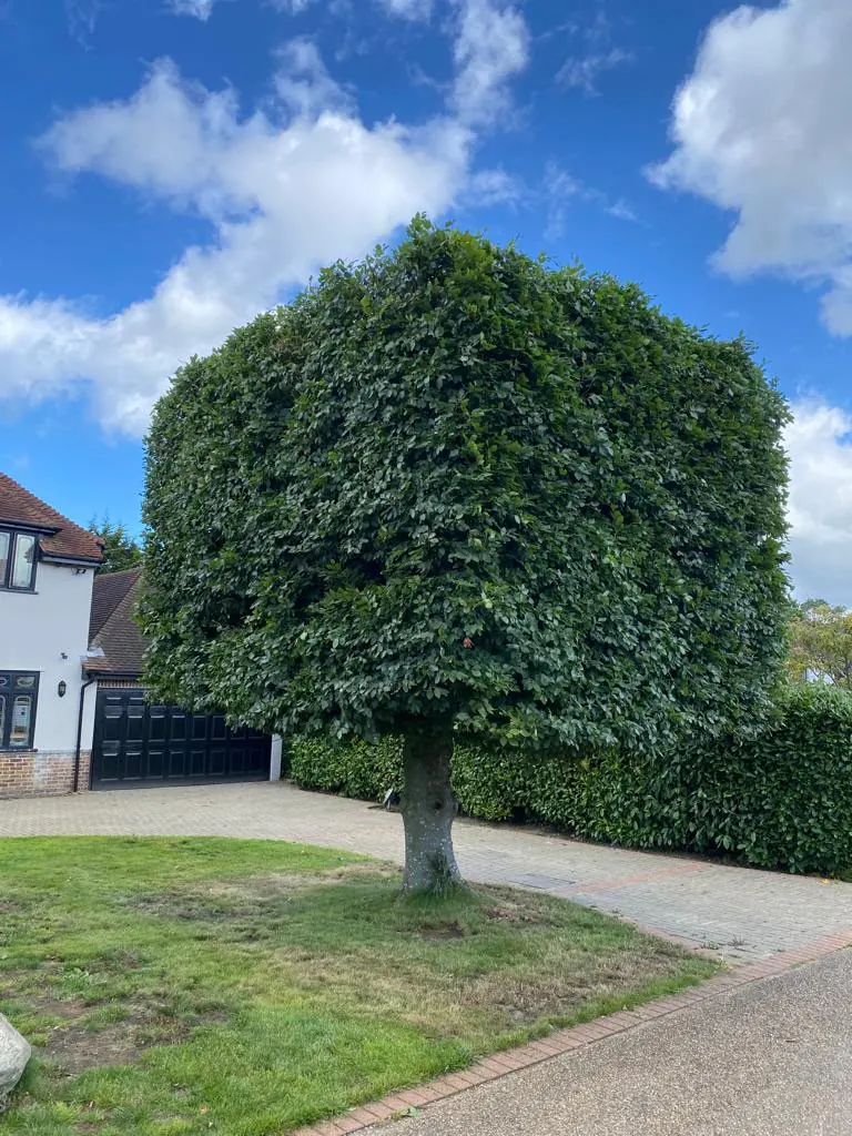 Formal shaped tree on a driveway kept clear of dead and hanging limbs