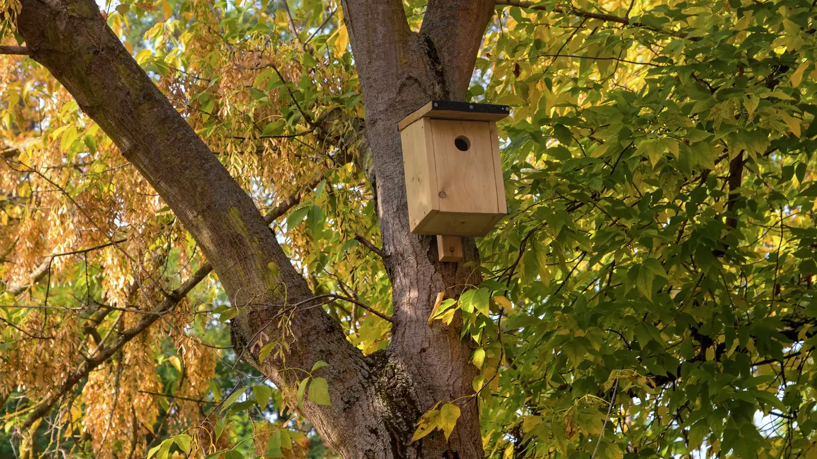 Wooden bird box fixed high on the trunk of a mature tree in autumn
