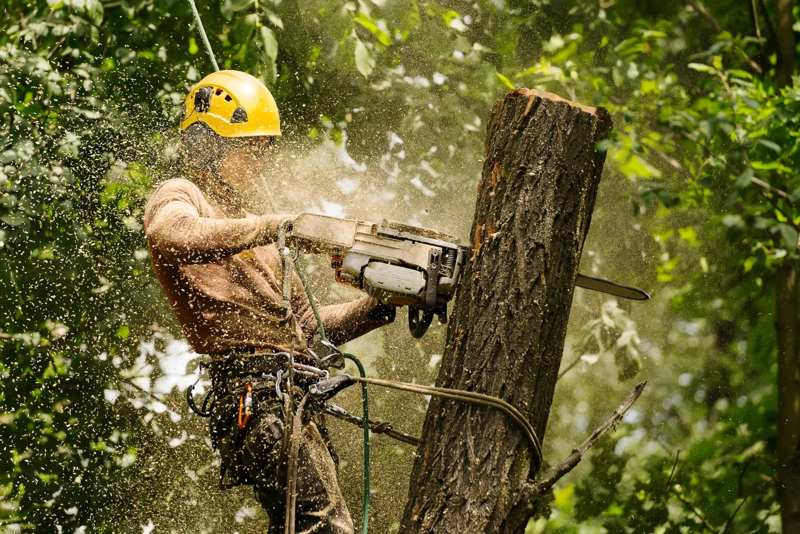 Roped arborist chainsawing through a thick stem section during a sectional tree dismantle