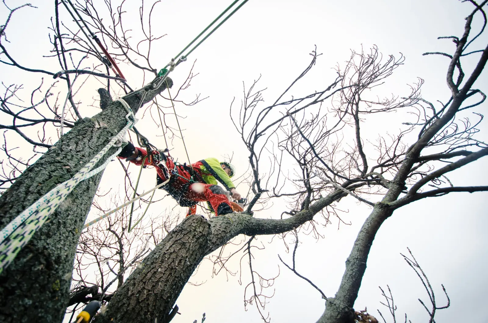Climber dismantling a dead tree limb by limb from the top down above a garden