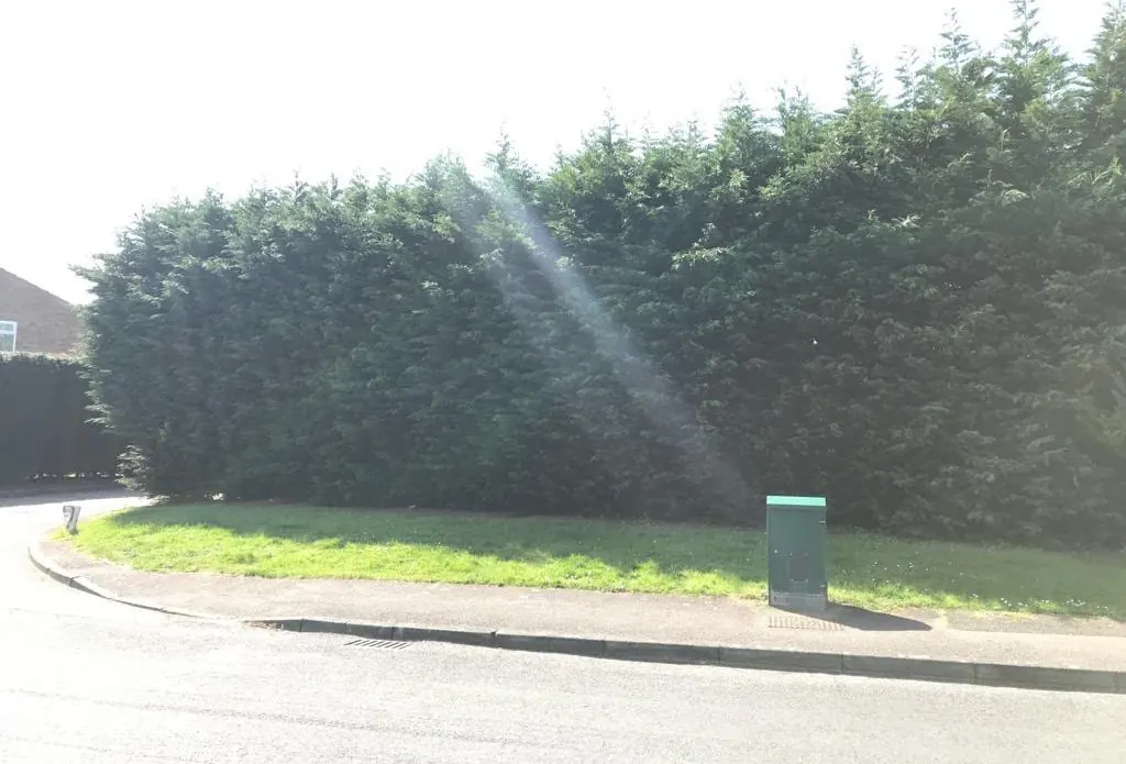 Tall roadside hedge grown out of shape before a hedge reduction by Newton's Tree Services