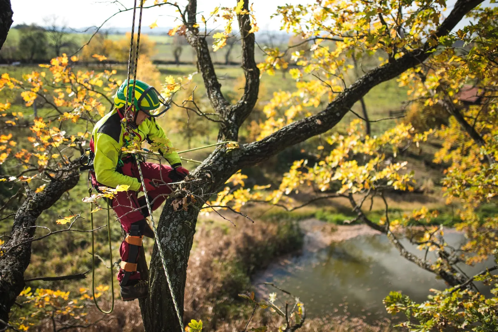 Roped tree climber pruning back the lateral limbs of an oak during an autumn crown reduction