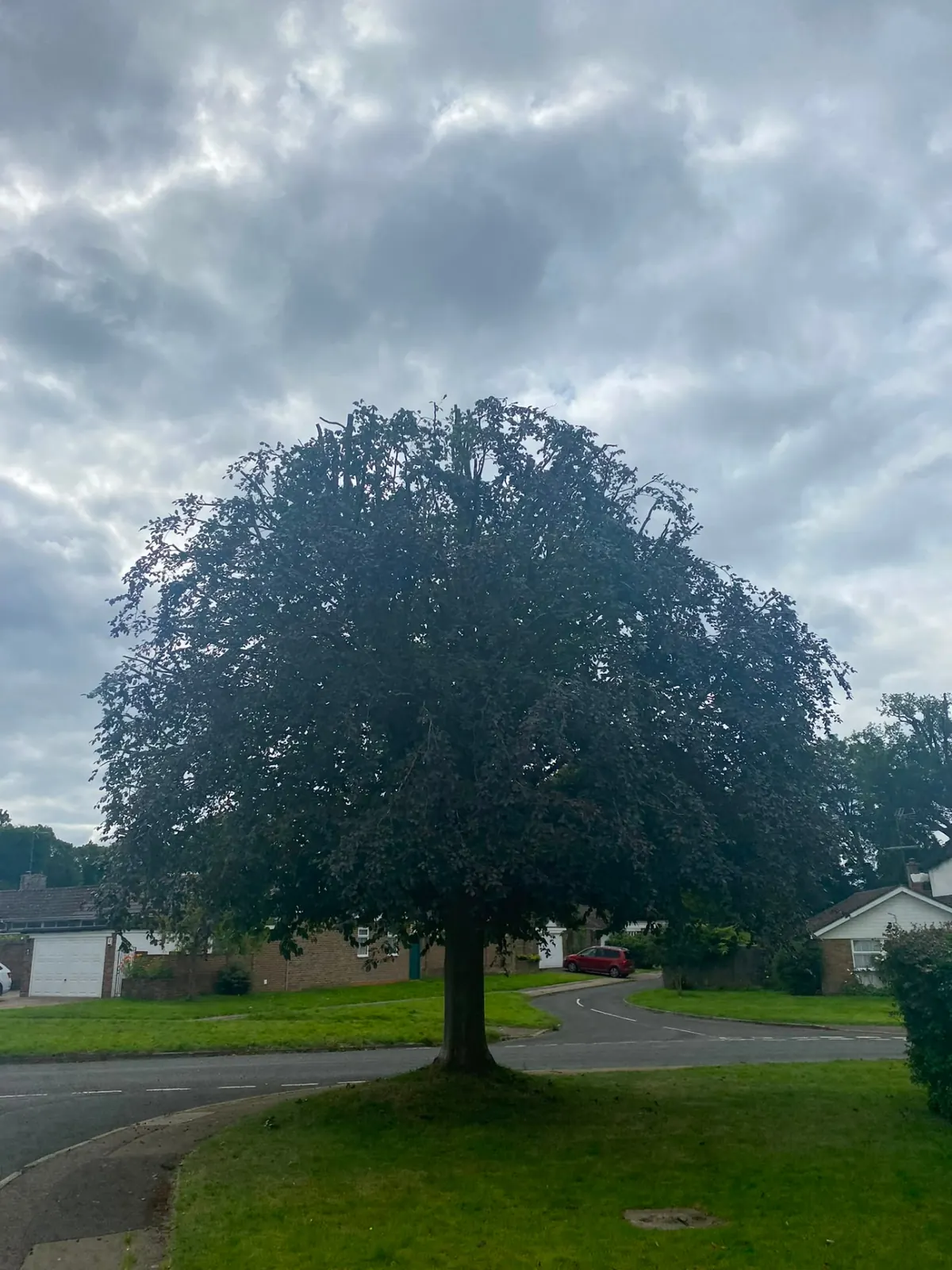 Mature broadleaf tree in a garden lawn, established and in full leaf