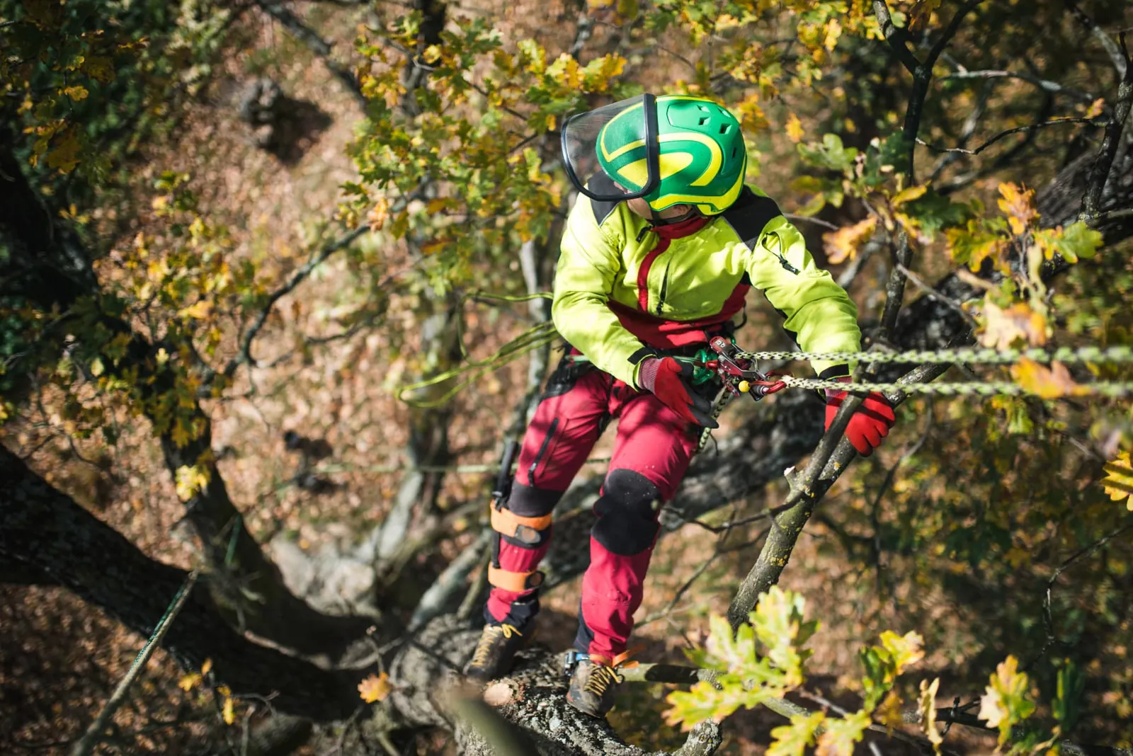 Qualified tree surgeon roped into a mature oak, rigging a heavy limb during tree surgery in Surrey