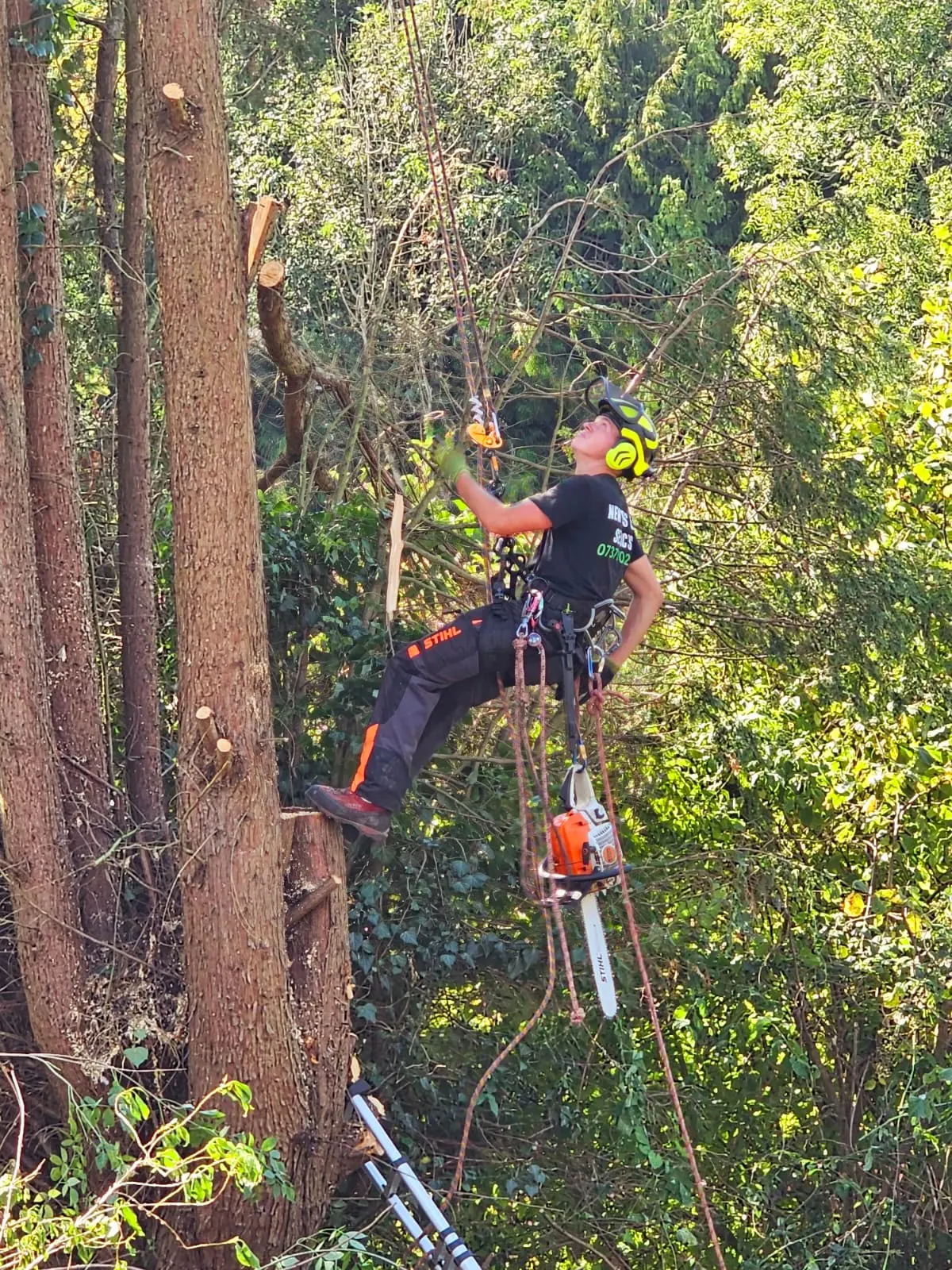 Tree surgeon roped into a trunk with a chainsaw during a sectional tree removal in Surrey