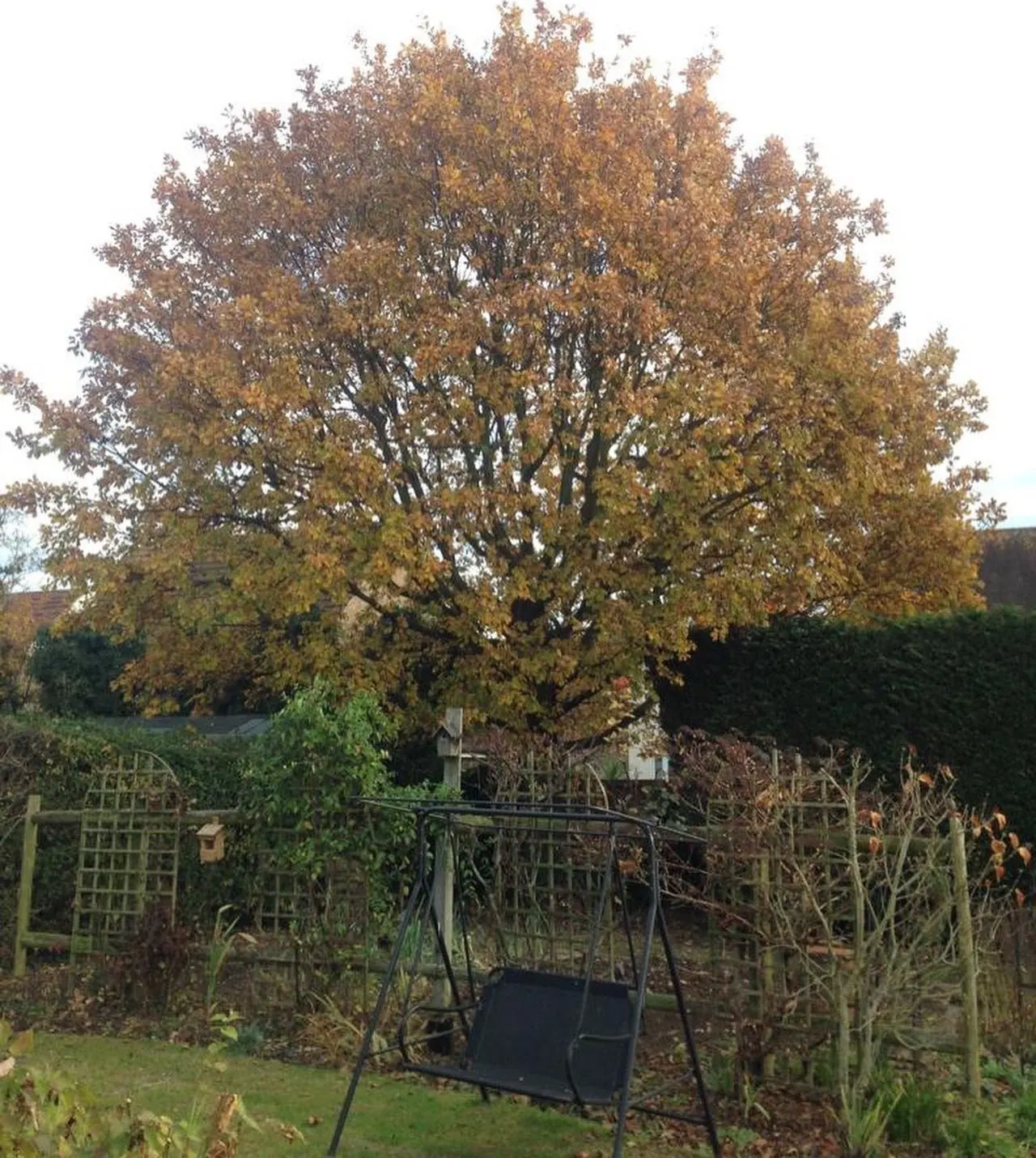 Dense oak canopy overhanging a back garden before a crown reduction in the Surrey and Kent borders