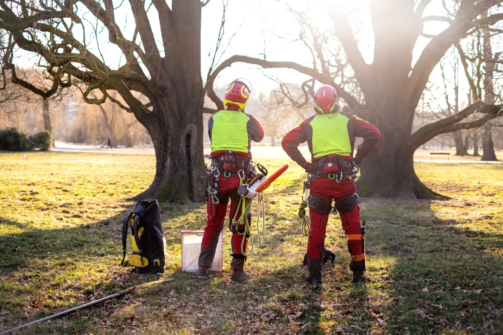 Qualified arborists inspecting mature parkland trees during a tree survey