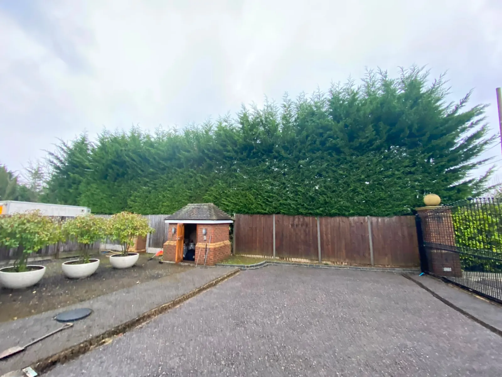 Overgrown conifer hedge spilling across a driveway before hedge trimming in Surrey