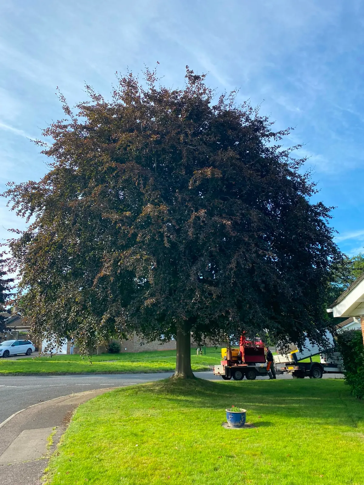 Mature copper beech on a residential lawn before crown reduction on the Surrey and Kent border