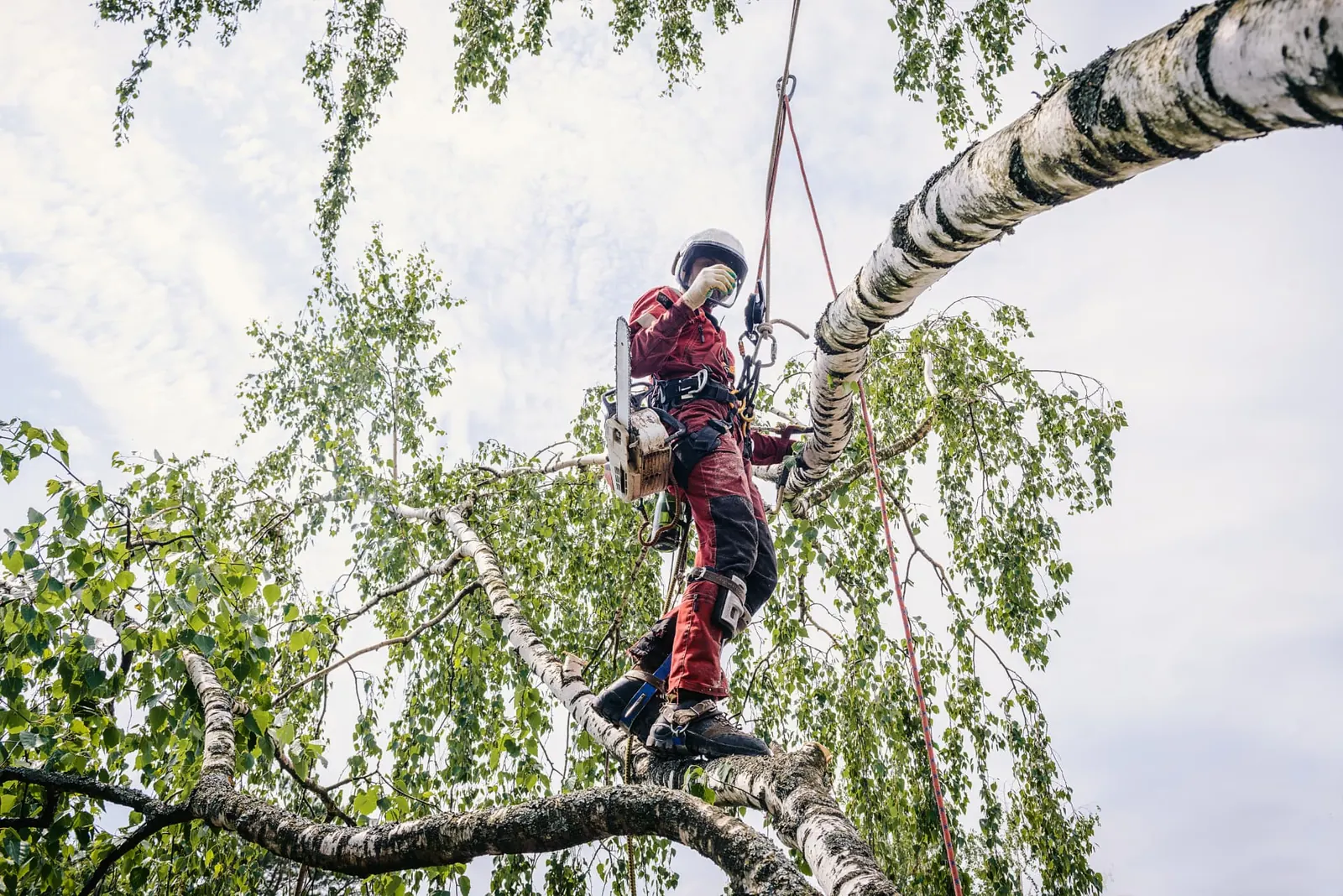 Tree surgeon roped into a birch, cutting a limb during a sectional dismantle