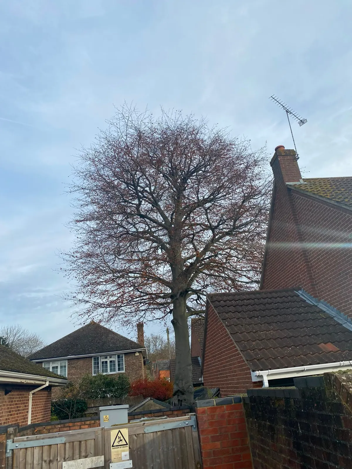 Large tree between two houses pruned back clear of the buildings on either side