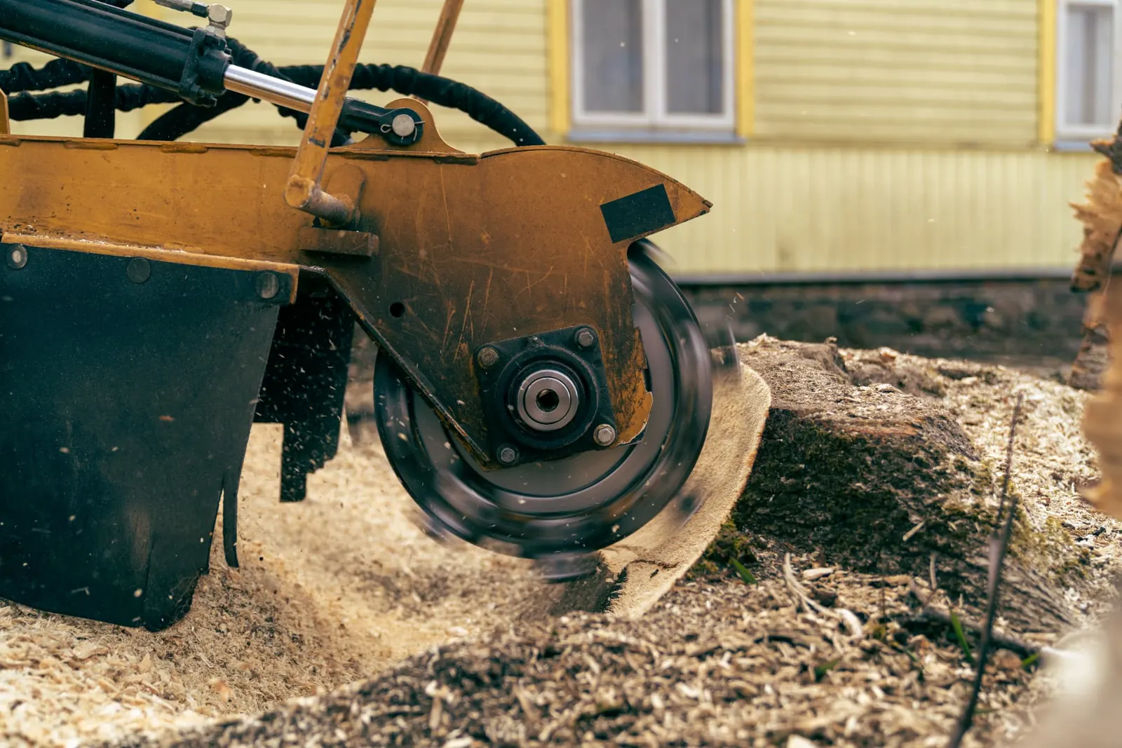 Close-up of a stump grinder cutting wheel reducing a tree stump to chippings below ground level