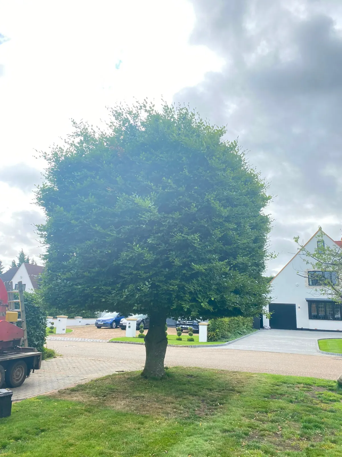 Ornamental tree on a front lawn with its lower canopy lifted clear of the grass