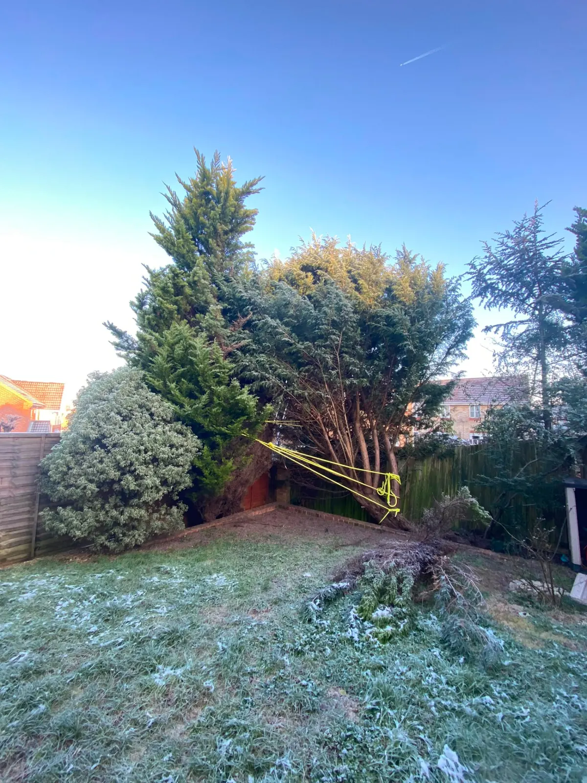 Large conifer leaning dangerously over a garden boundary before emergency removal