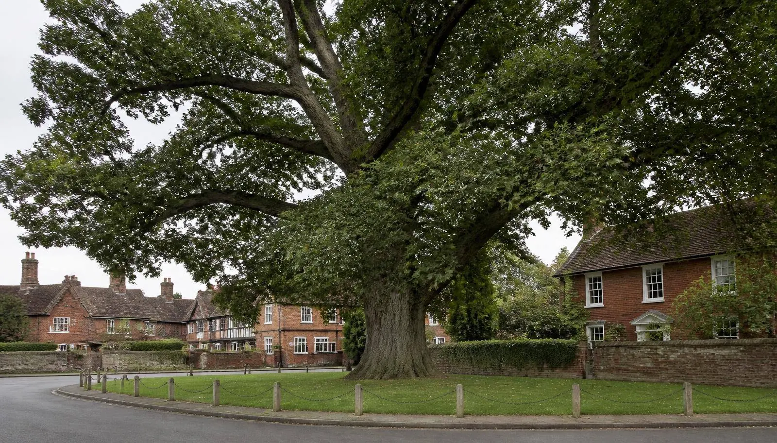 Mature protected oak on a village green in an English conservation area